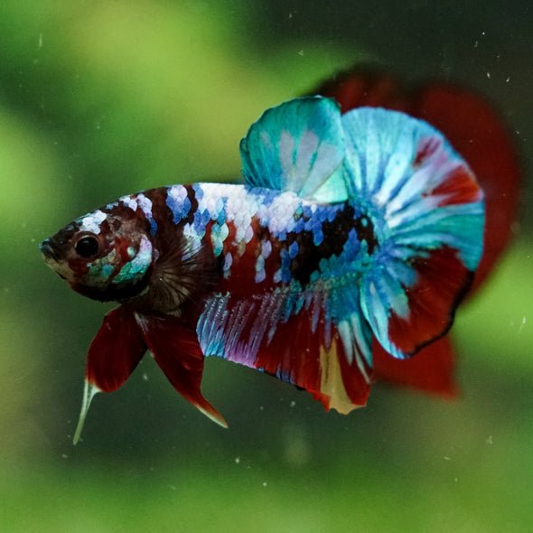 Multicolor/Galaxy Koi Plakat -16 weeks Old