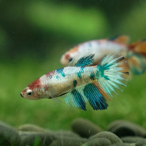 Multicolor/ Galaxy Koi Halfmoon - Female- 13 Weeks Old