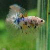 Galaxy/Candy Koi Halfmoon - 14 weeks old
