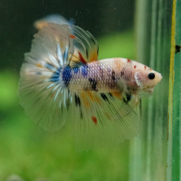 Galaxy/Candy Koi Halfmoon - 14 weeks old