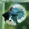 Dumbo Halfmoon - 10 weeks old