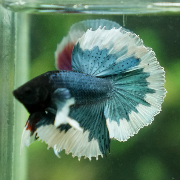 Dumbo Halfmoon - 10 weeks old