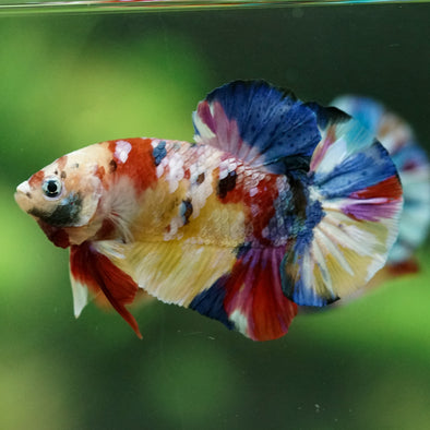 Multicolor/Galaxy Koi Plakat -15 weeks Old