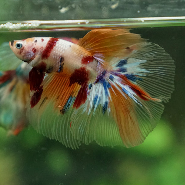 Galaxy/Candy Koi Halfmoon - 13 weeks old