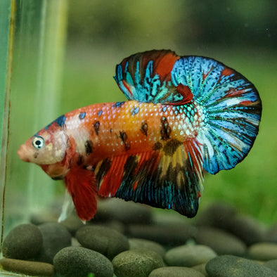 Multicolor/Galaxy Koi Plakat -16 weeks Old