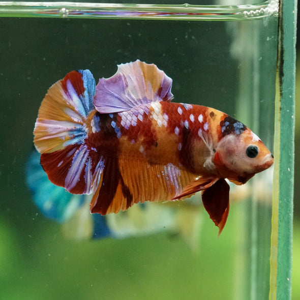 Multicolor/Galaxy Koi Plakat -14 weeks Old