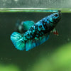 Black Galaxy Koi Plakat (Avatar) - Female- 13 Weeks Old