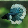 Dumbo Halfmoon - 10 weeks old