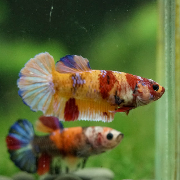 Multicolor/ Galaxy Koi Plakat- Female- 13 Weeks Old