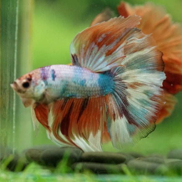 Galaxy/Candy Koi Halfmoon - 14 weeks old