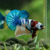 Multicolor/Galaxy Koi Plakat -16 weeks Old