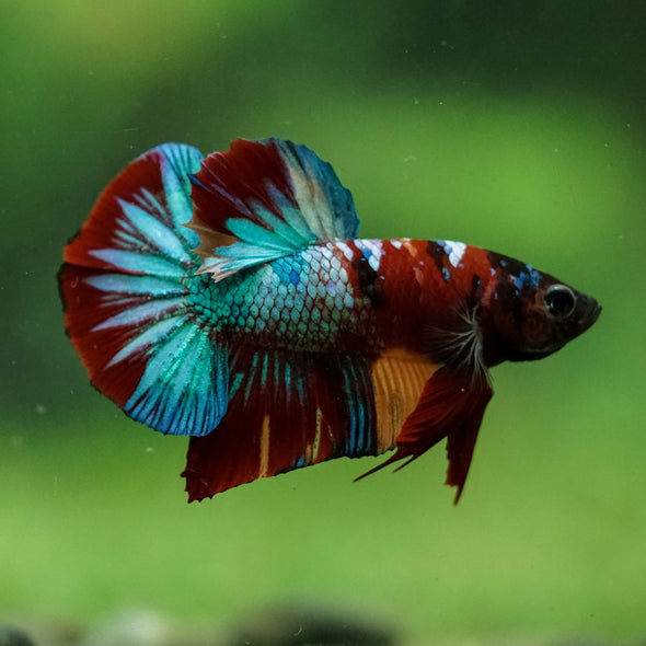 Multicolor/Galaxy Koi Plakat -16 weeks Old