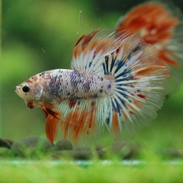 Galaxy/Candy Koi Halfmoon - 14 weeks old