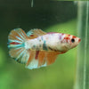 Multicolor/ Galaxy Koi Halfmoon - Female- 13 Weeks Old