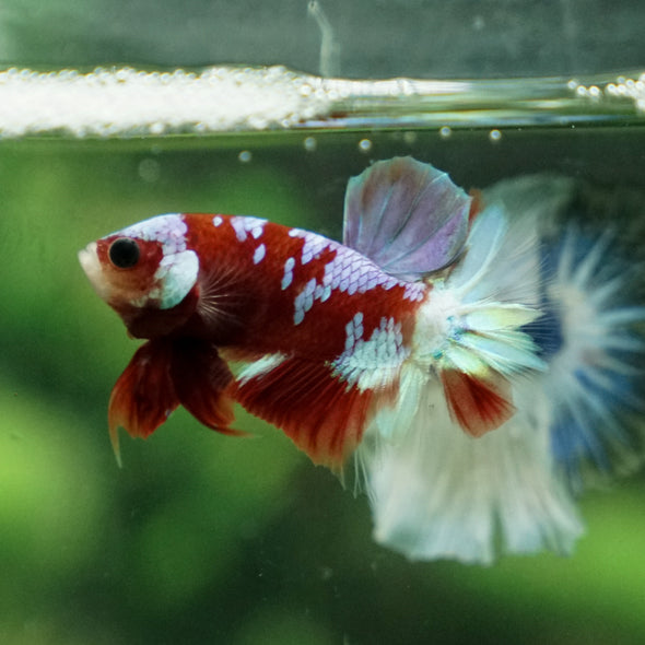 Multicolor/Galaxy Koi Plakat -13 weeks Old