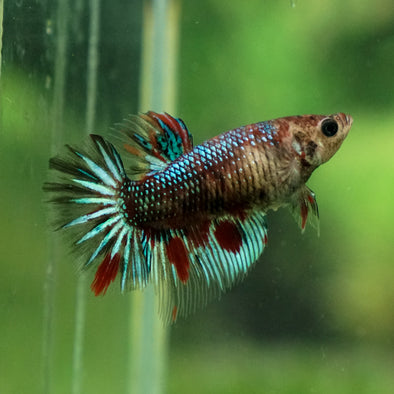 Multicolor/ Galaxy Koi Halfmoon - Female- 13 Weeks Old