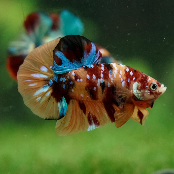 Multicolor/Galaxy Koi Plakat -16 weeks Old