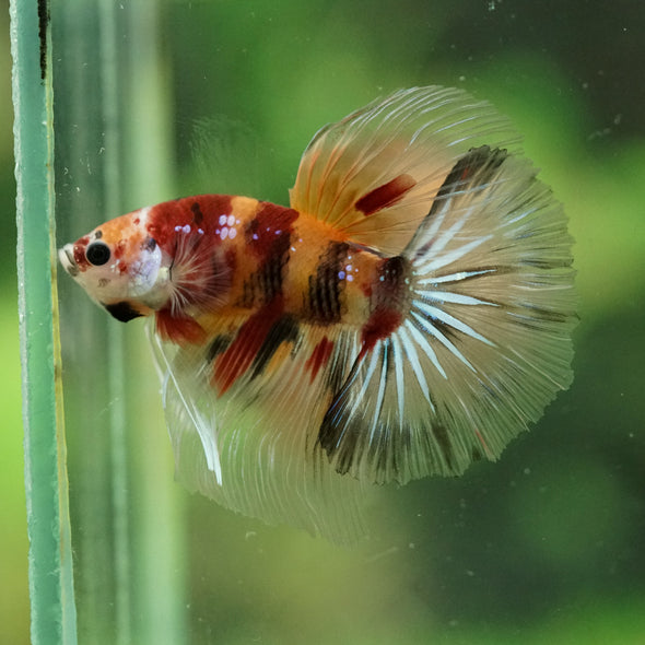 Galaxy/Candy Koi Halfmoon - 14 weeks old