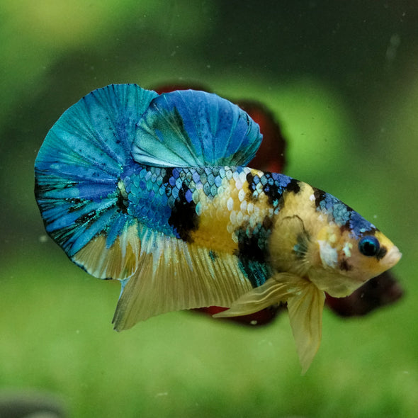 Multicolor/Galaxy Koi Plakat -16 weeks Old