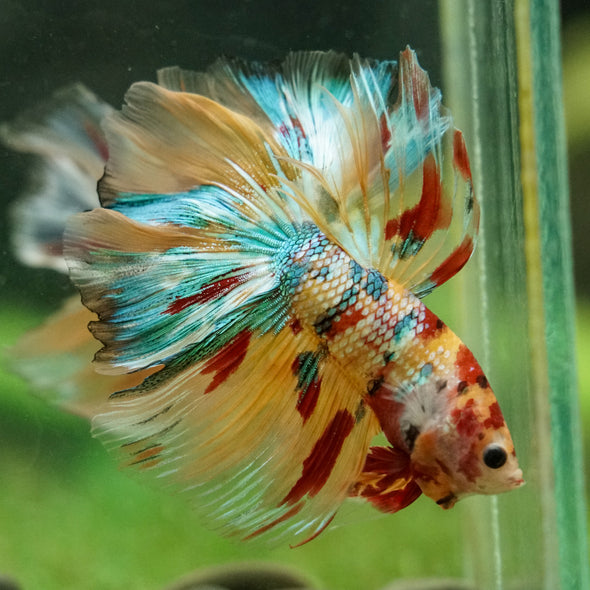Galaxy/Candy Koi Halfmoon - 14 weeks old