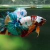 Multicolor/Galaxy Koi Plakat -16 weeks Old