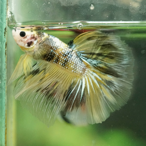 Galaxy/Candy Koi Halfmoon - 11 weeks old