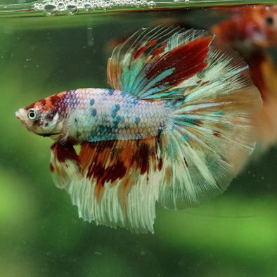 Galaxy/Candy Koi Halfmoon - 14 weeks old