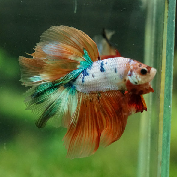 Galaxy/Candy Koi Halfmoon - 13 weeks old