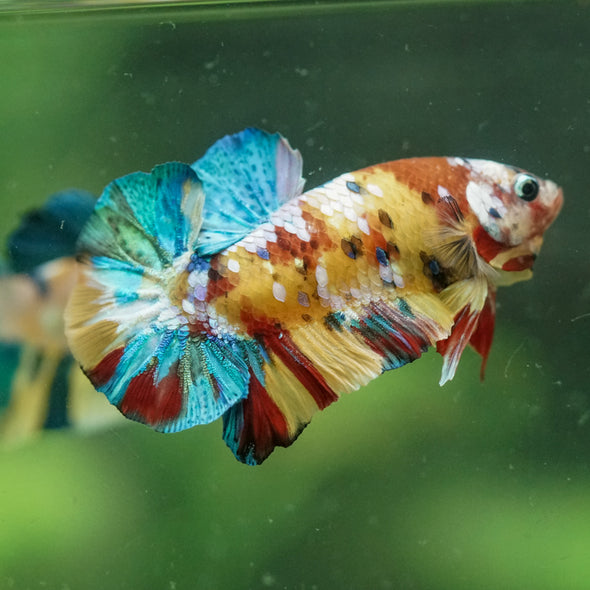 Multicolor/Galaxy Koi Plakat -14 weeks Old