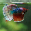 Galaxy/Candy Koi Halfmoon - 14 weeks old