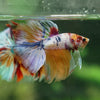 Galaxy/Candy Koi Halfmoon - 13 weeks old