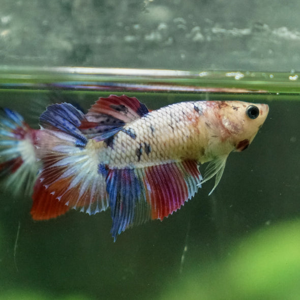 Multicolor/ Galaxy Koi Halfmoon - Female- 13 Weeks Old