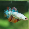 Multicolor/ Galaxy Koi Halfmoon - Female- 13 Weeks Old