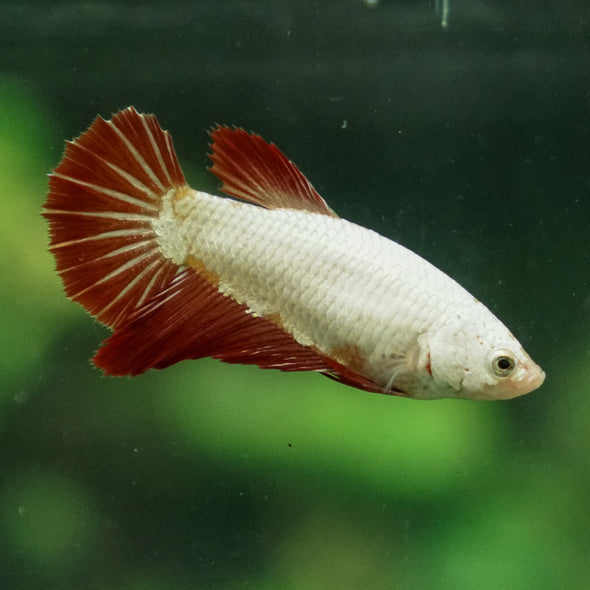 Dragon Halfmoon - Female