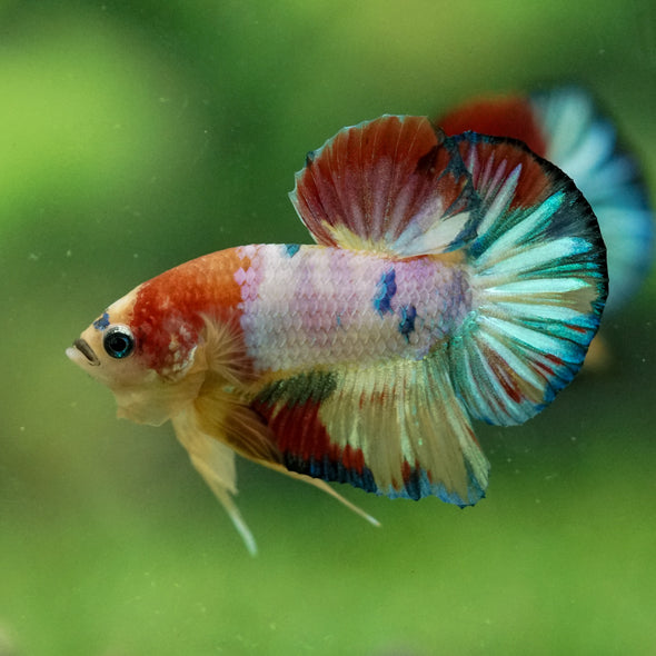 Multicolor/Galaxy Koi Plakat -10 weeks Old