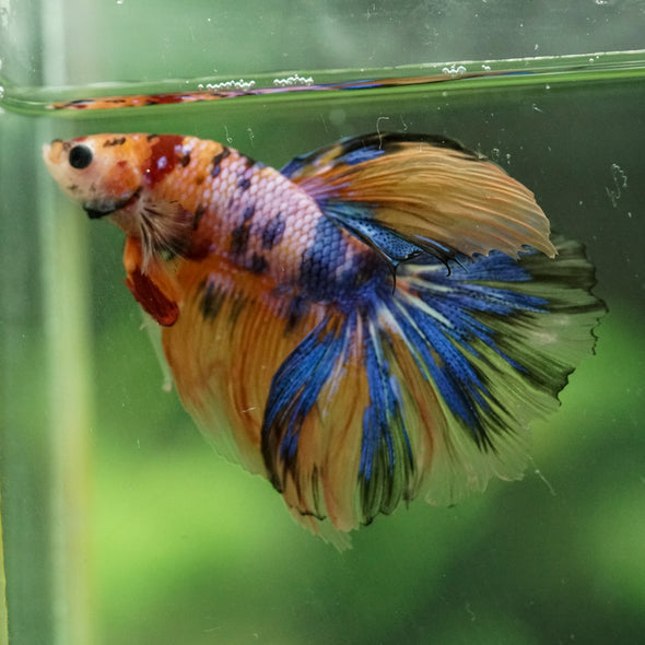Galaxy/Candy Koi Halfmoon - 14 weeks old