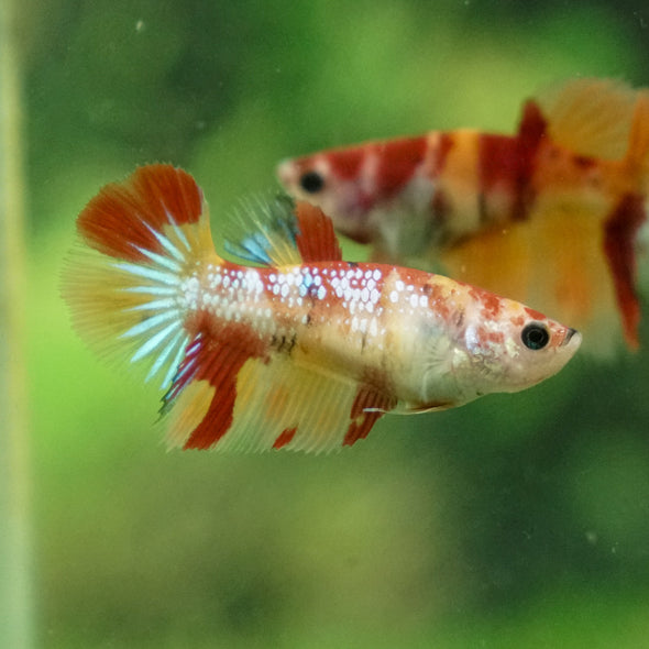 Multicolor/ Galaxy Koi Halfmoon - Female- 13 Weeks Old