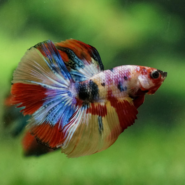 Candy/Galaxy Koi Halfmoon - 11 weeks old