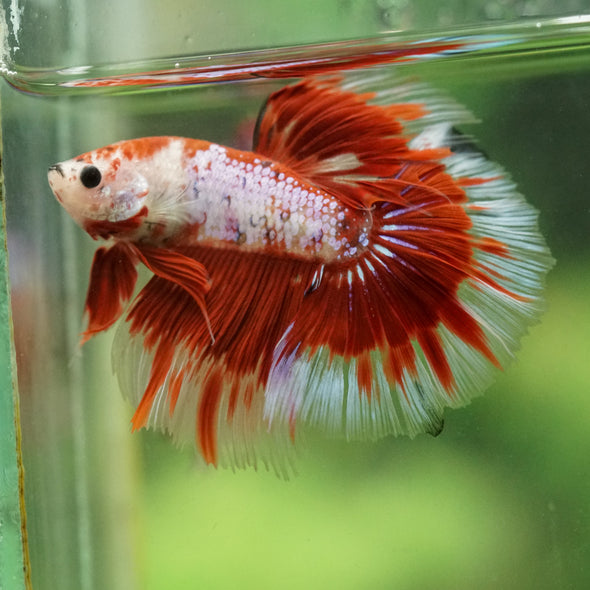 Galaxy/Candy Koi Halfmoon - 14 weeks old