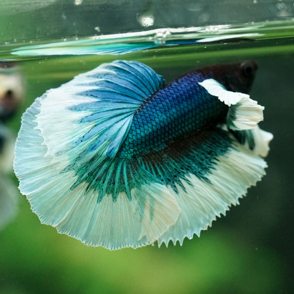 Dumbo Halfmoon - 11 weeks old