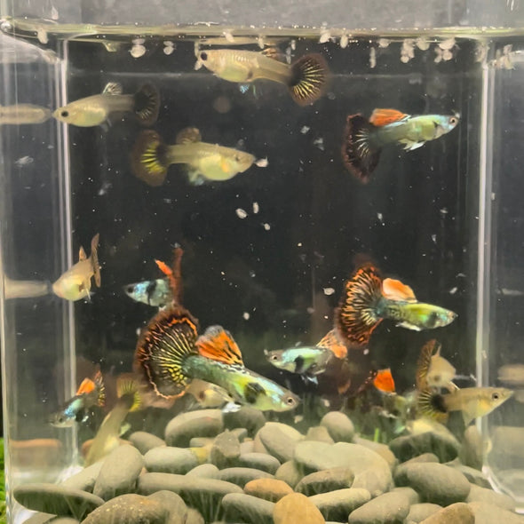 USA Bred Guppies