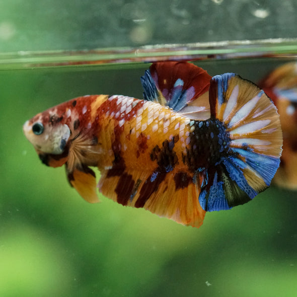 Multicolor/Galaxy Koi Plakat -16 weeks Old