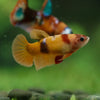 Multicolor/ Galaxy Koi Plakat- Female- 13 Weeks Old