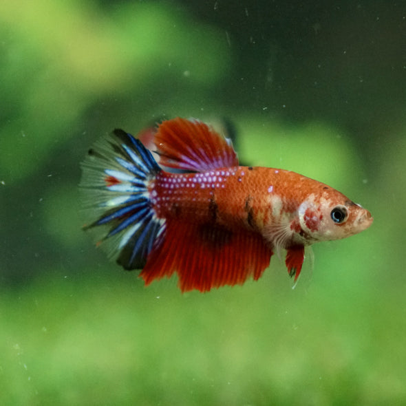 Multicolor/ Galaxy Koi Halfmoon - Female- 13 Weeks Old