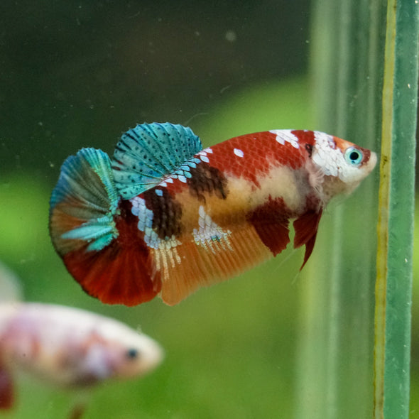 Multicolor/ Galaxy Koi Plakat- Female- 13 Weeks Old