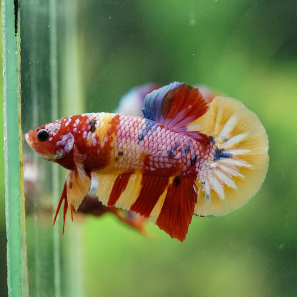 Multicolor/Galaxy Koi Plakat -16 weeks Old