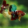 Multicolor/Galaxy Koi Plakat -16 weeks Old