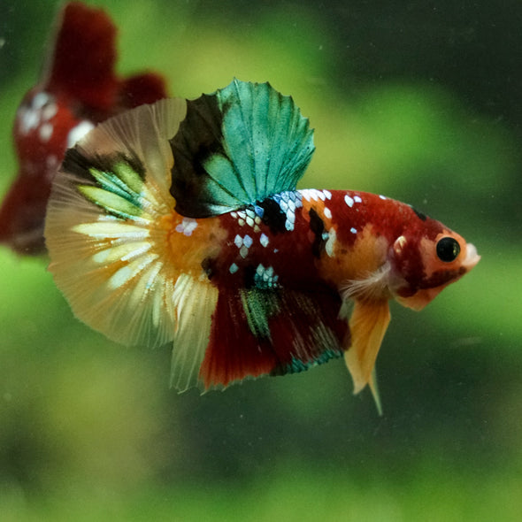 Multicolor/Galaxy Koi Plakat -16 weeks Old