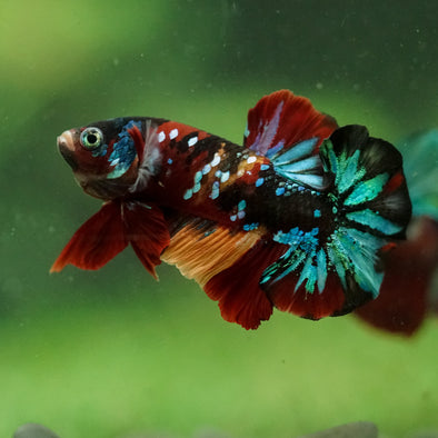 Multicolor/Galaxy Koi Plakat -16 weeks Old