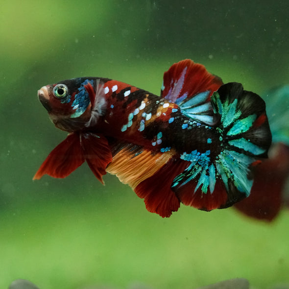 Multicolor/Galaxy Koi Plakat -16 weeks Old